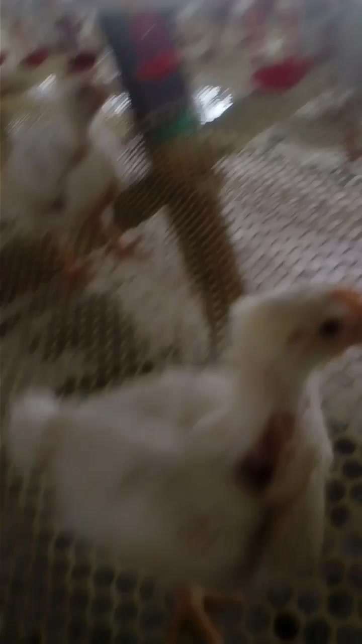 第25天白羽鸡,肉食鸡
