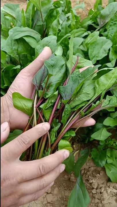 漂亮的紫色菠菜,居然含有丰富的花青素,常吃有益健康!