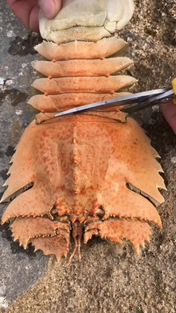 上一秒以为是个干瘪的虾尾,下一秒当他剪开后我选择收回我的话!