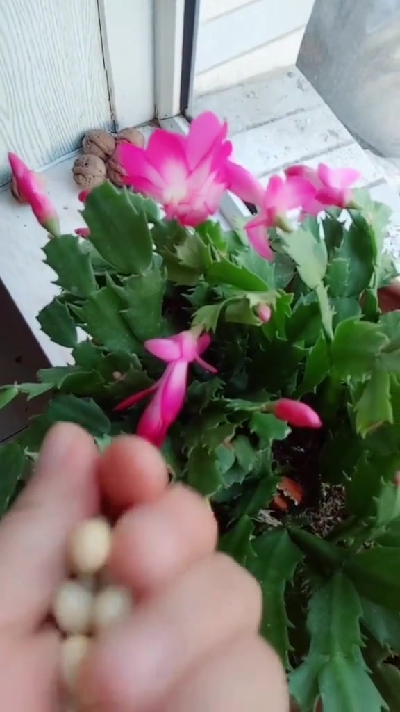 把黄豆煮熟后,放在蟹爪兰花盆周围,这是什么作用呀