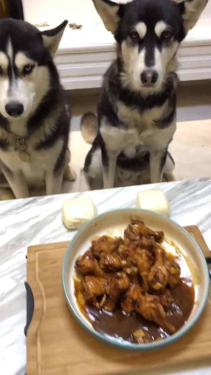 主人太欺狗了,自己吃肉给二哈吃馒头,二哈的表情也是没谁啦!