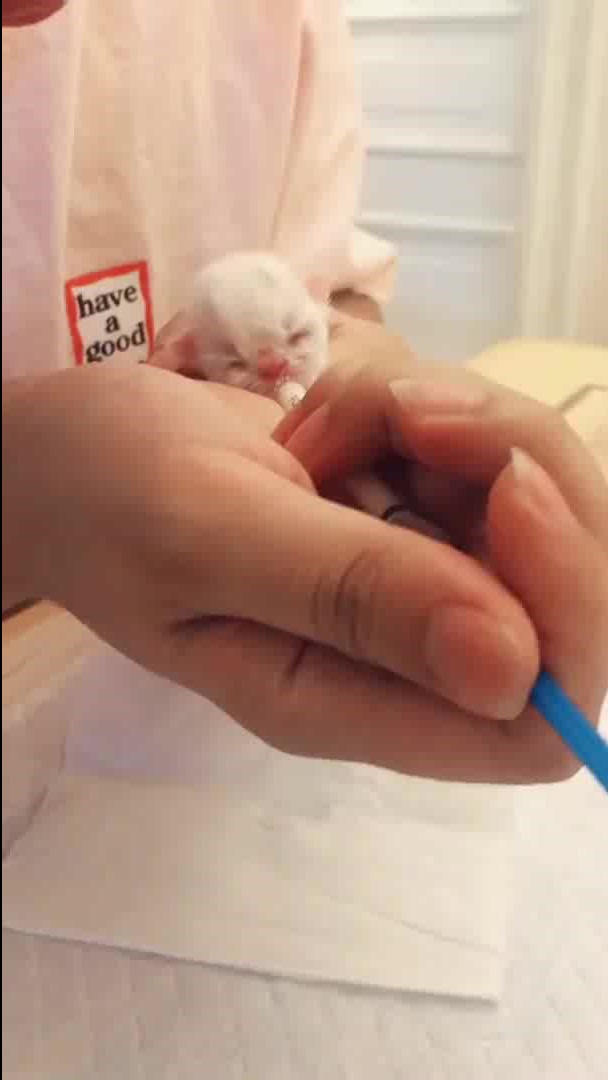 刚出生的小奶猫,女主人细心的给它喂奶,这声音简直萌化人心!