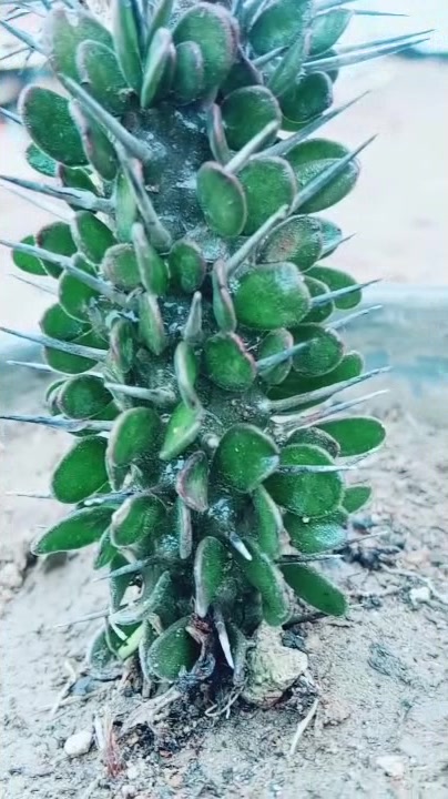 这种多肉真少见,上面好长的针,知道叫什么吗?