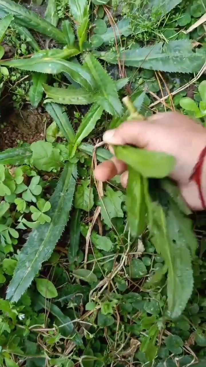 阿瓦盐碎,很好吃,香菜的一种