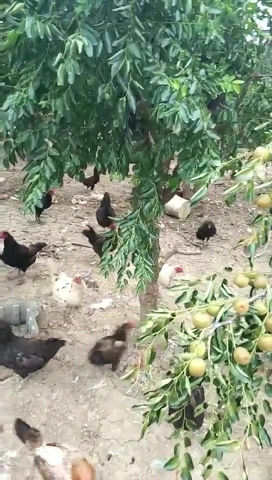 姐夫家养殖的两种肉鸡,你们觉着哪一种的价格会更贵呢?