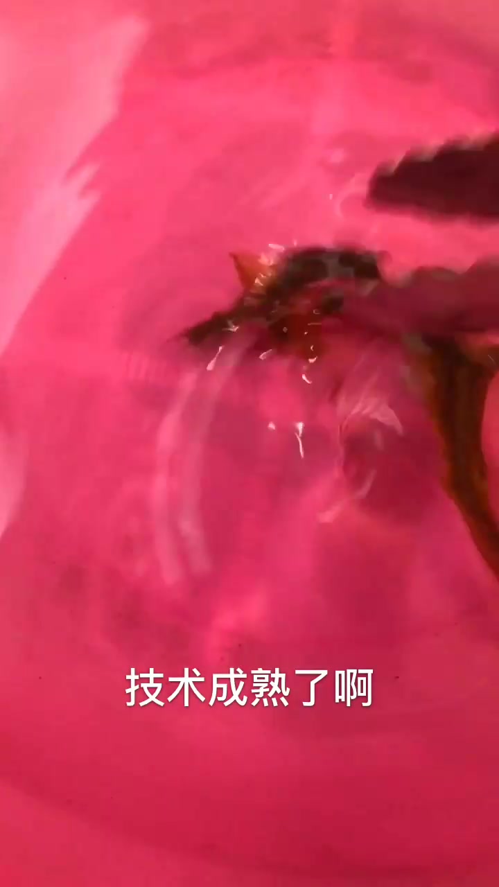 把泥鳅扔进液氮,解冻后看到这一幕,长见识了!
