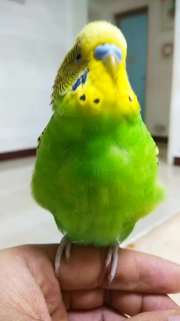 这鹦鹉太机智了!妈,公鸡在房顶上下蛋你说蛋往上滚还是往下滚?