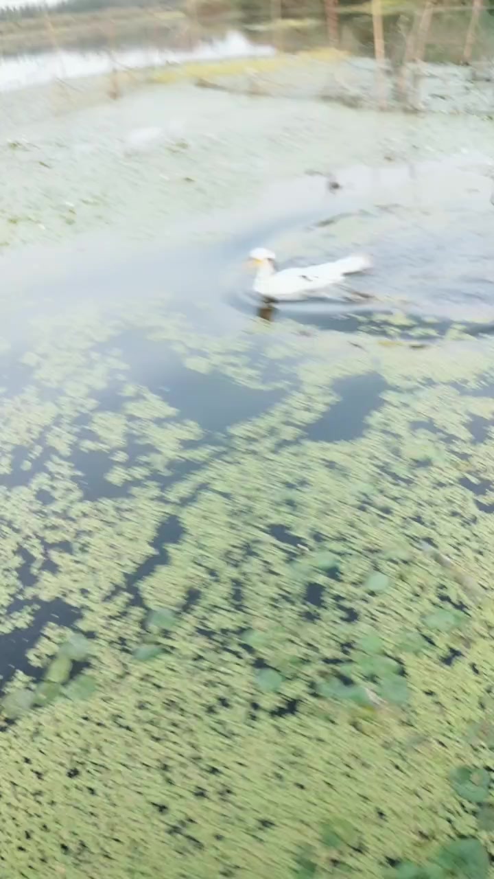 农村小伙养殖鱼鹰,他还有一只白色的鱼鹰,这个鱼塘应该没鱼吧!