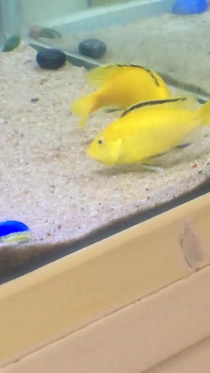 公鱼和母鱼排卵的全过程,15天后就会吐出小鱼!