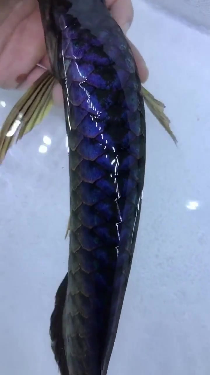 动物世界:蓝得一体的过背金龙,非常罕见的蓝底过背,分享给大家