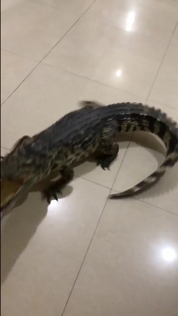 小鳄鱼:你敢过来,我咬你啊,哎?我的牙呢