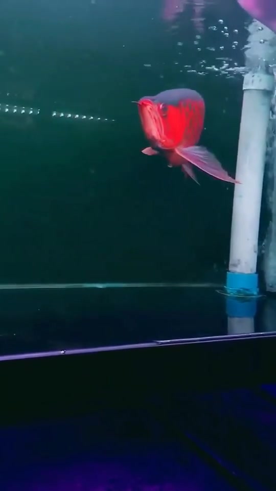 白玉龙鱼,这是灯光的效果还是鱼本来就发色很好,漂亮的不可抗拒