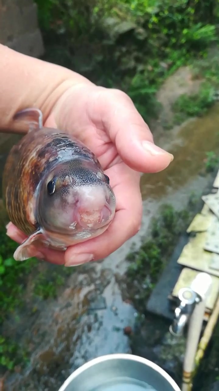 嘉鱼,清朝贡品,又名皇帝鱼