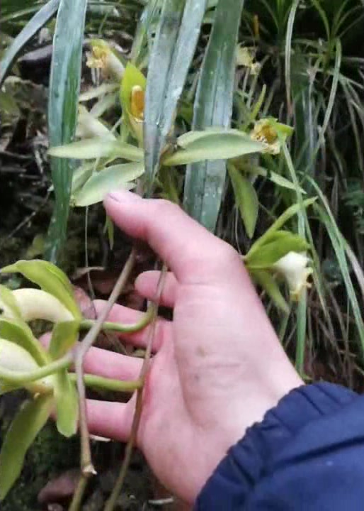 涨知识了!原来兰花除了好看还是一道美味野菜,你们吃过吗?
