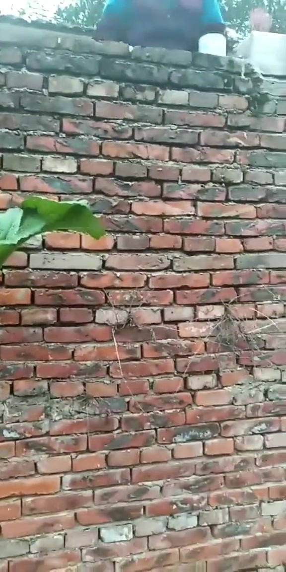这是我家的墙头菜,长这么好,真舍不得吃