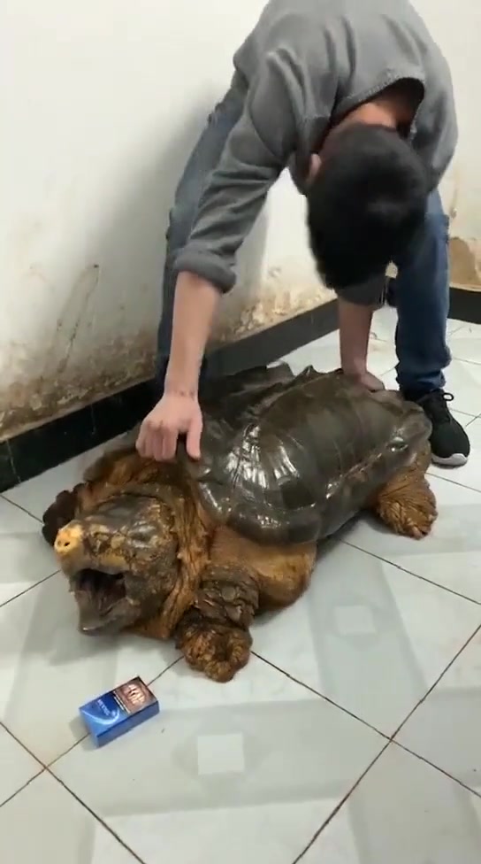 见者发财!这个超大鳄龟我弟养了20年啦,不知还能养多久?