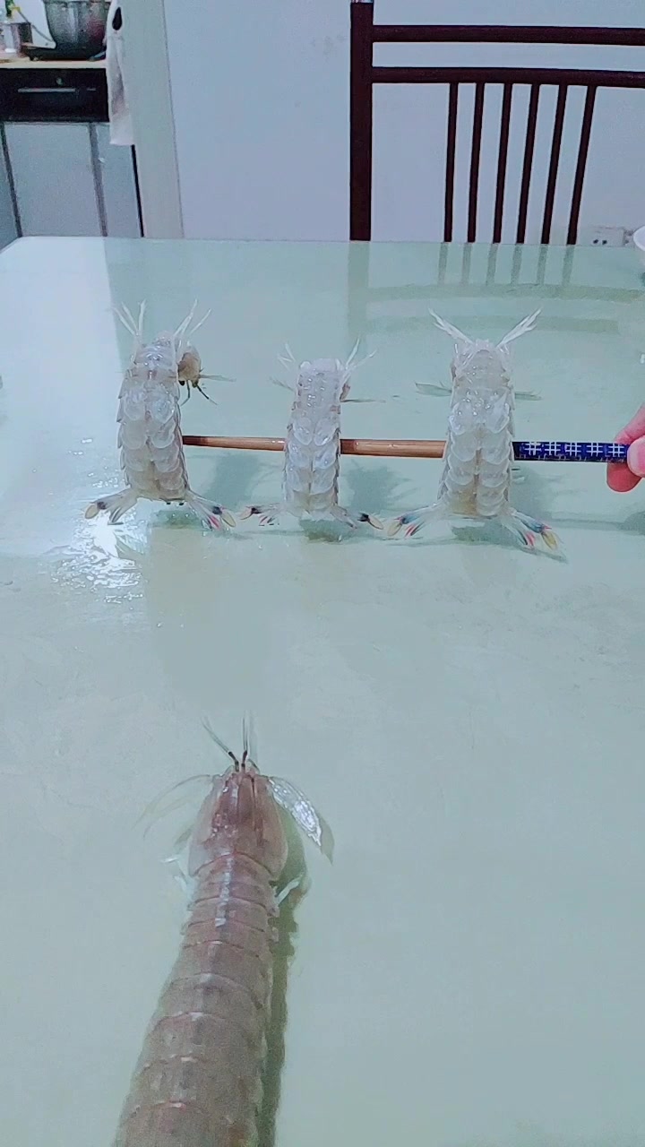 皮皮虾我们走,一起去找男朋友!会跳舞的皮皮虾你见过吗?