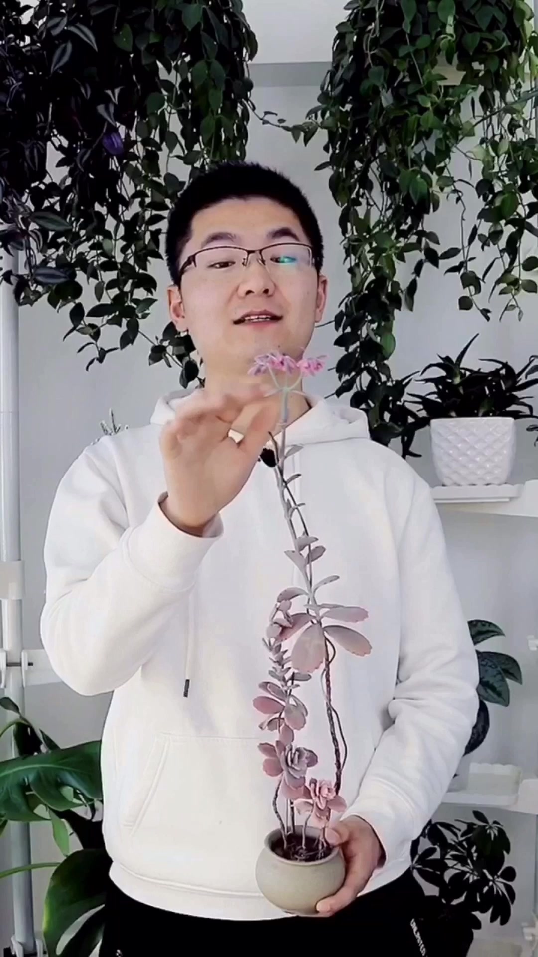多肉玉吊钟开花,原来是这个样子的