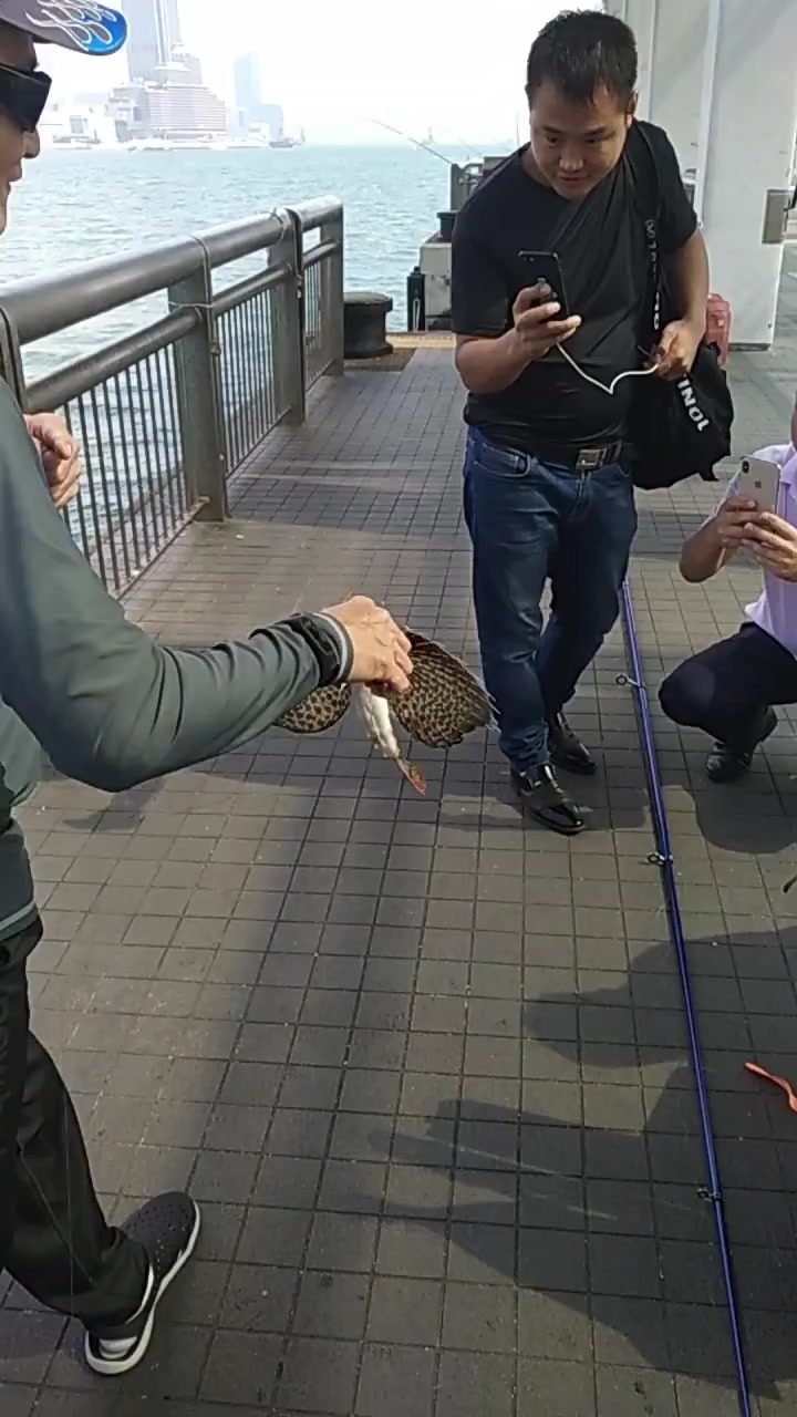 一条会飞的鱼,看到这一幕,瞬间刷新了我的认知!