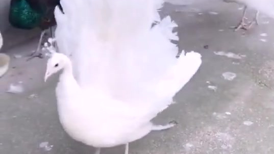 孔雀开屏并不是自作多情!雄孔雀开屏是为了求偶,母孔雀开屏又是为了什么?