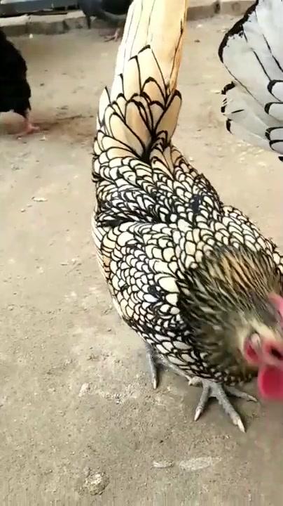 我们家的鸡,长这么漂亮,以后卖个好价钱!