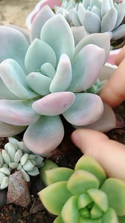 这是我养的多肉植物,看着这沿白色真的很漂亮,太喜欢了!