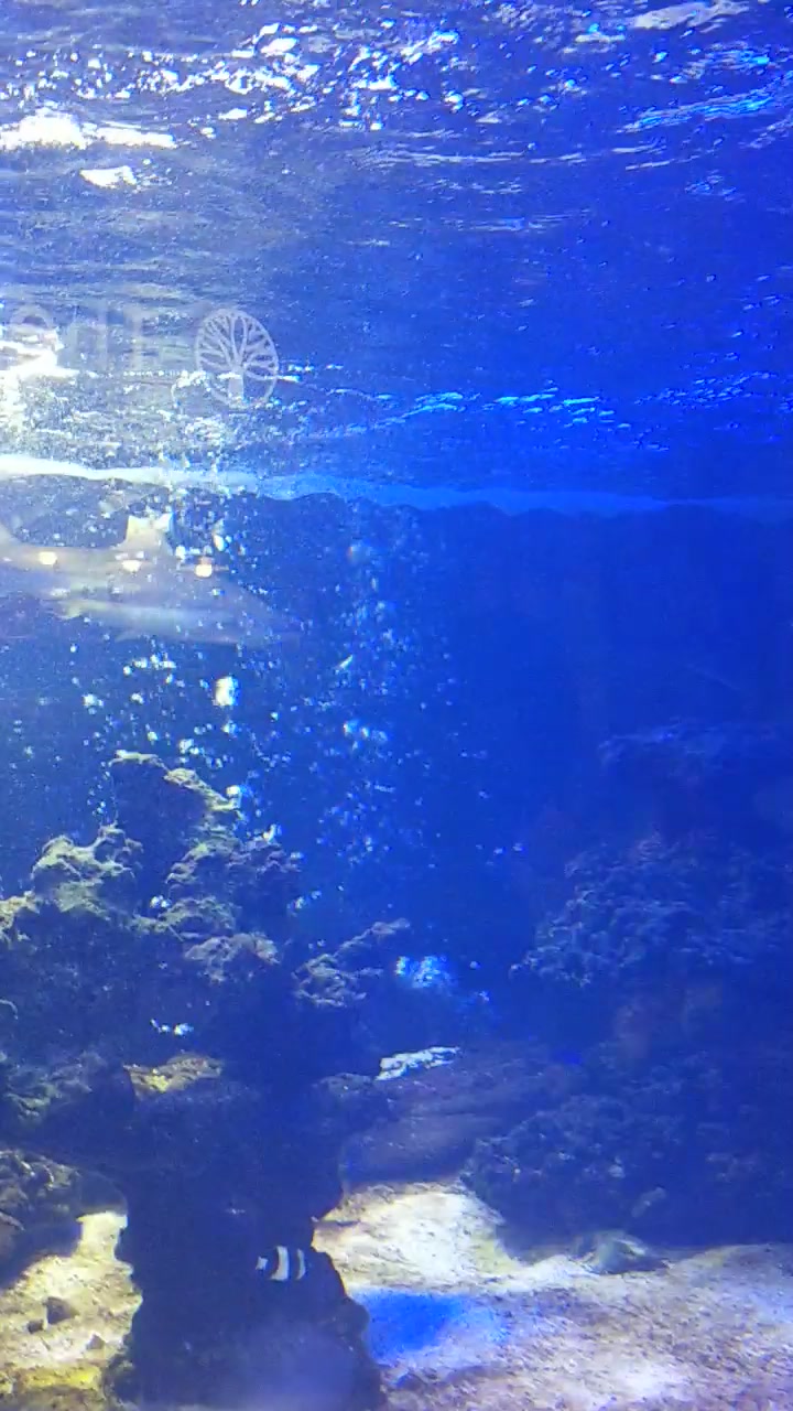 见过鲨鱼的舌头么,这哥们张着嘴游泳