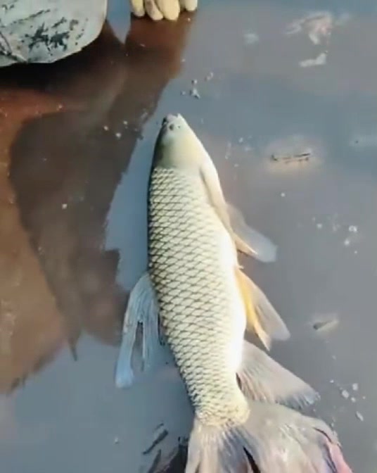 这是一条还在修行中的“美人鱼”,看到接下来的一幕,真是太美了