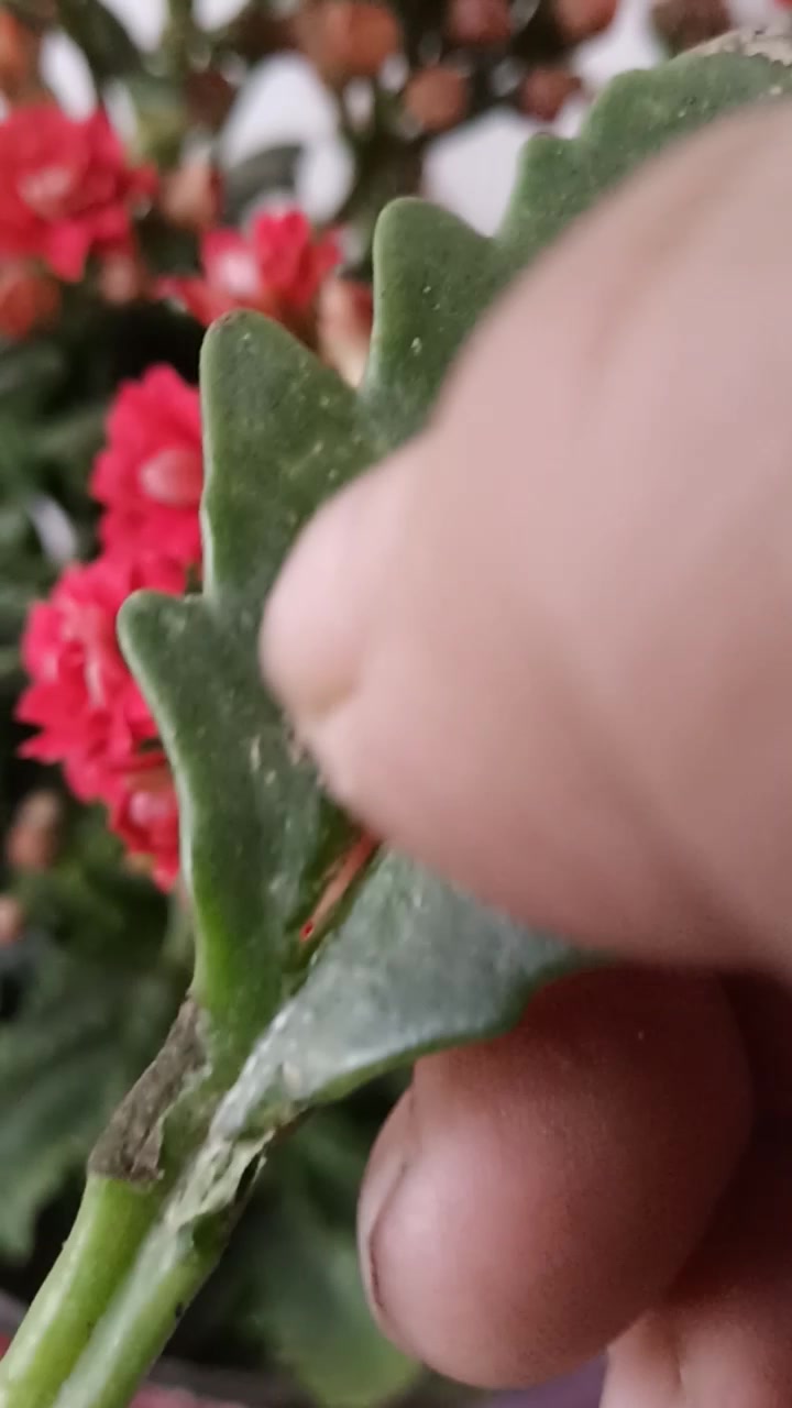 长寿花是多肉植物,沾水沾土就活
