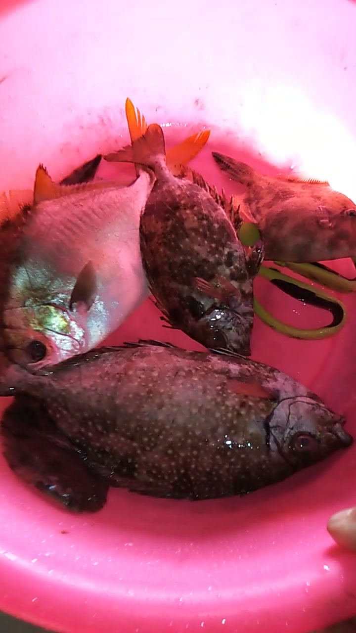 只有生猛的鱼煮汤才好吃