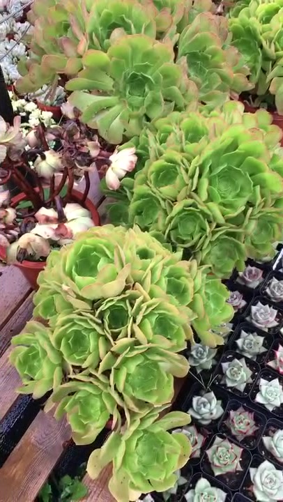 教大家怎么选择“黑法师”,多肉手捧花,看着真的很漂亮!
