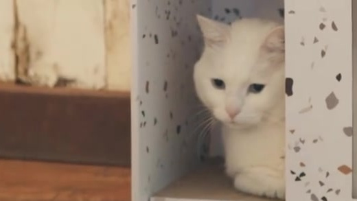 【周末在家,一起来做酸汤藤椒鱼火锅】经常吃火锅的你,喜欢吃鱼火锅吗?酸爽过瘾的浓汤,配上鱼