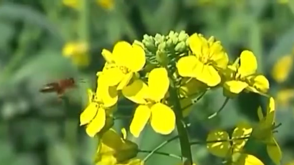 【去婺源赏花!婺源油菜花期将提前至2月中旬】油菜花是婺源县春季主要观赏花卉之一,花期受气候