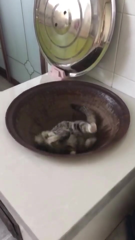 干锅猫肉听说过吗?