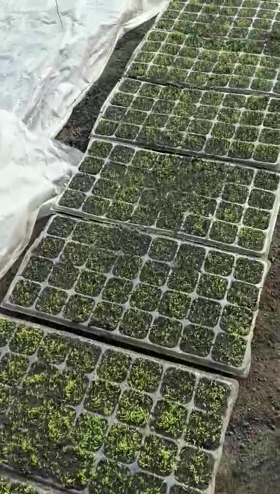 小小的芹菜苗,很嫩很嫩