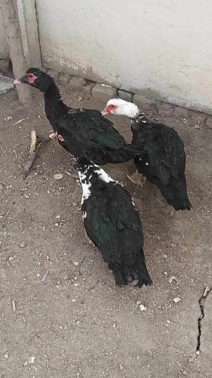 我们农村自己家养的飞鸭。