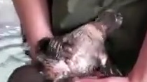 澳大利亚独有的国宝级的动物鸭嘴兽,它们是最原始的哺乳动物之一,是未完全进化的哺乳动物。真实