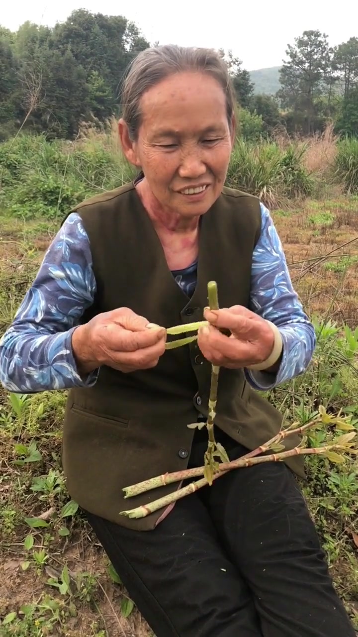 这种野酸菜,应该是大部分人小时候的回忆吧,有没有人是没见过的