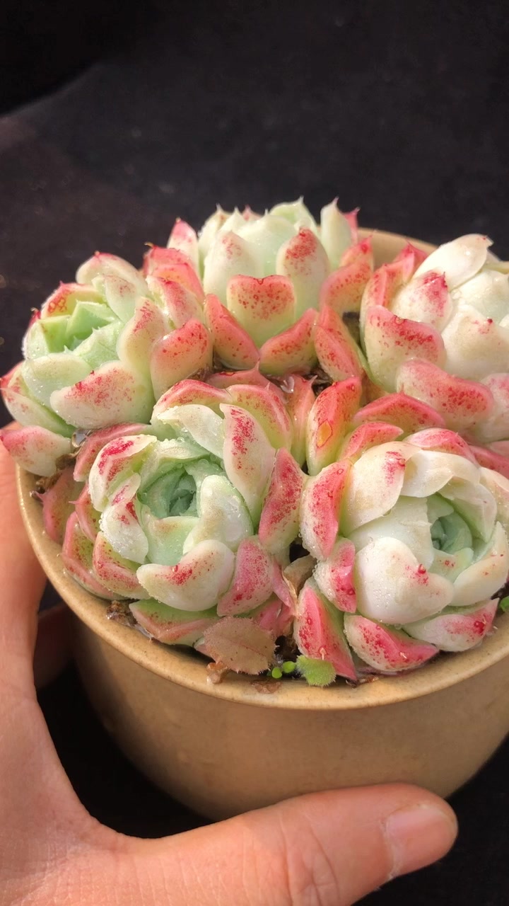 多肉李鬼,真假沁心