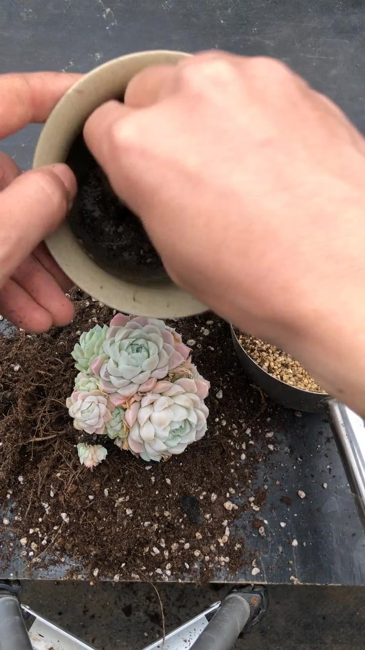 最美多肉,纯麦饭石控养阿尔巴白月影