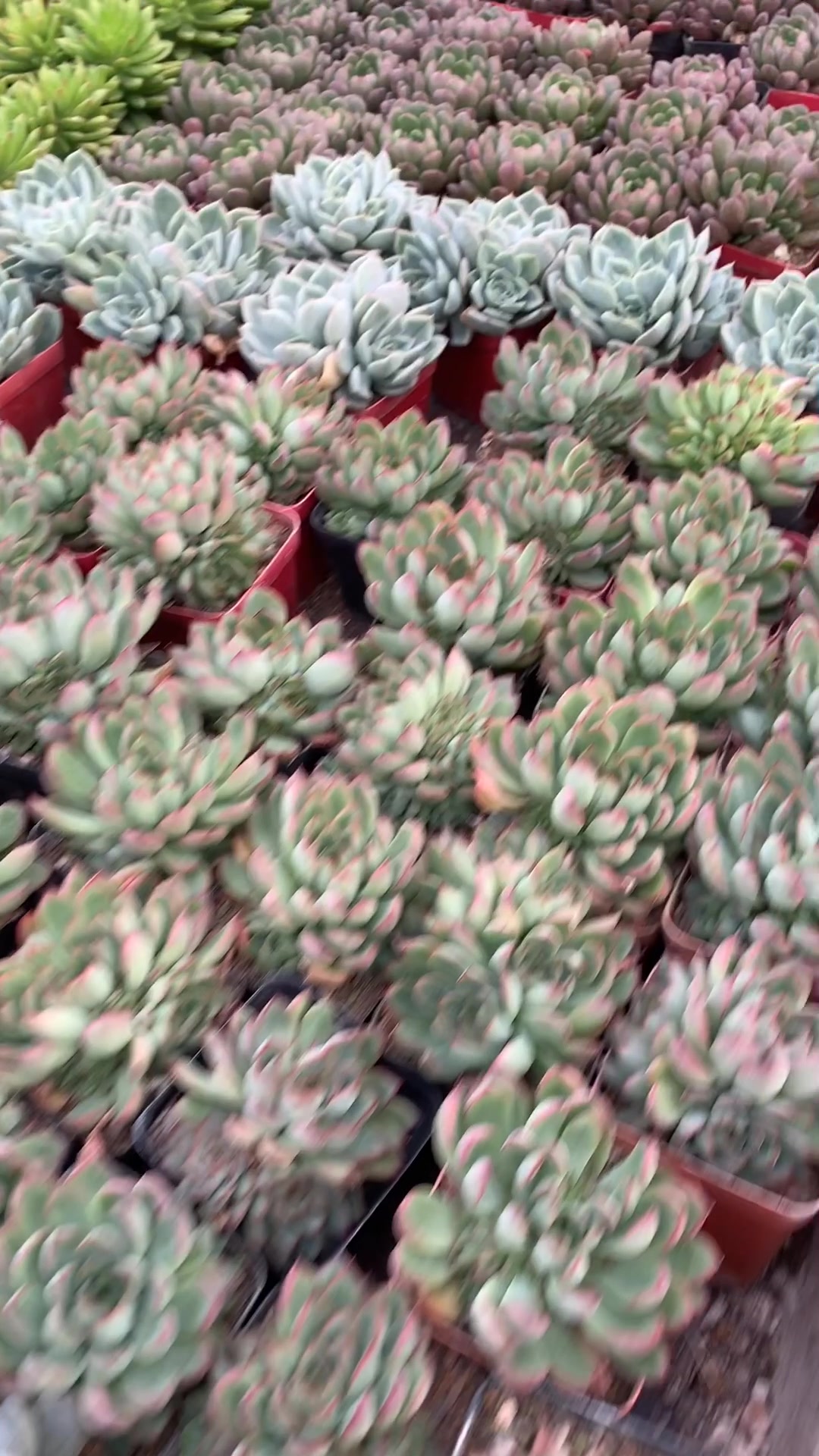 多肉植物“黄金万年草”景天科景天属,出状态,好好看