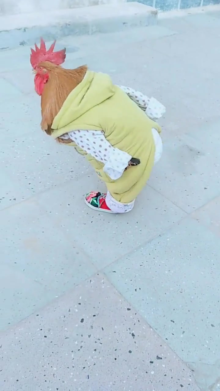 逗比主人给公鸡穿了衣服,走起路来超搞笑,太逗了!