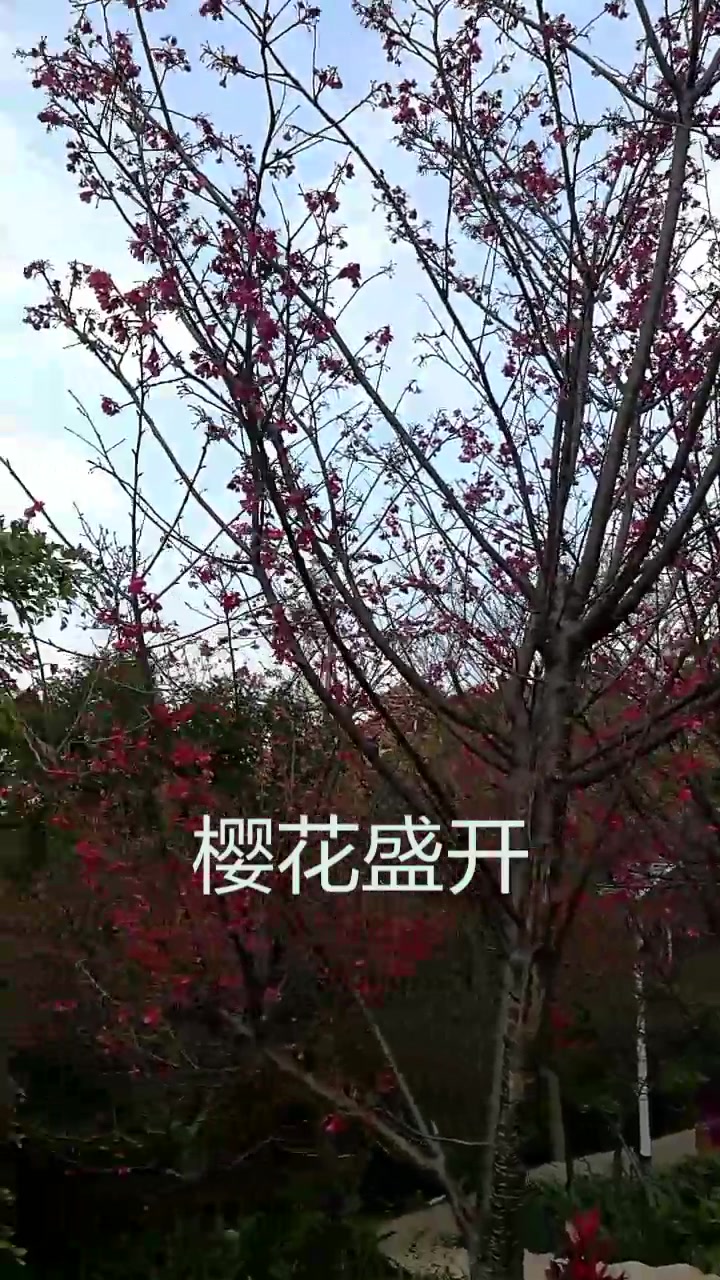 阳春三月,厦门东芳山的樱花正盛开。
