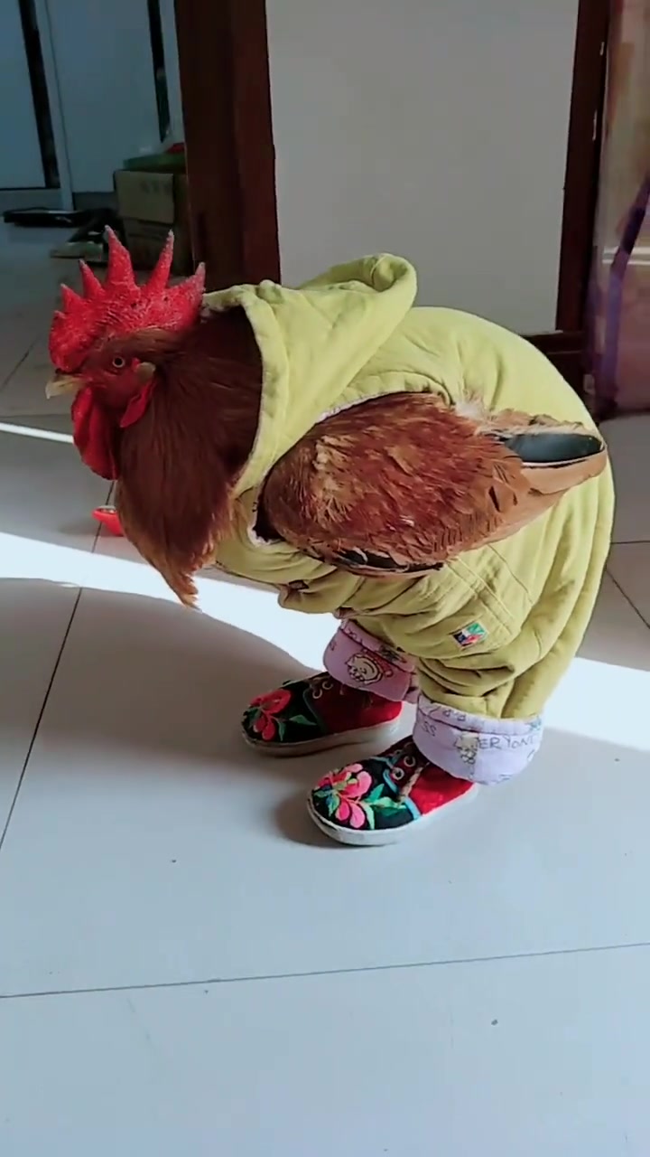 大公鸡穿上衣服都要这样走路了,这是要笑死我吗