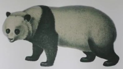 【大熊猫的巨星之路:与世界相识150年,抢救珍贵照片曝光】150年前,在四川宝兴县,法国博