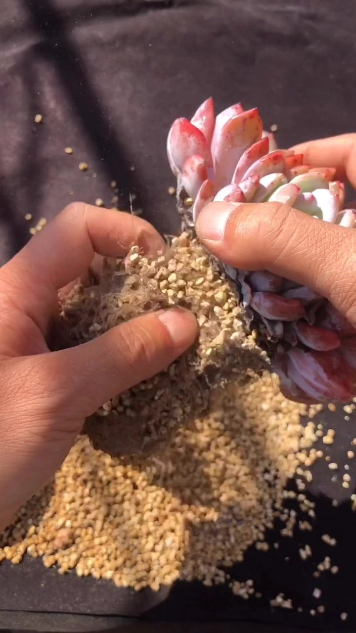 多肉控养之纯麦饭石控养大橙子