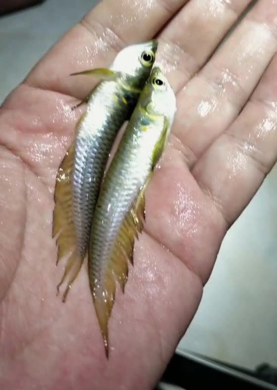 金龙鱼小时候,和小黄鱼没什么区别,油炸下,肯定超好吃