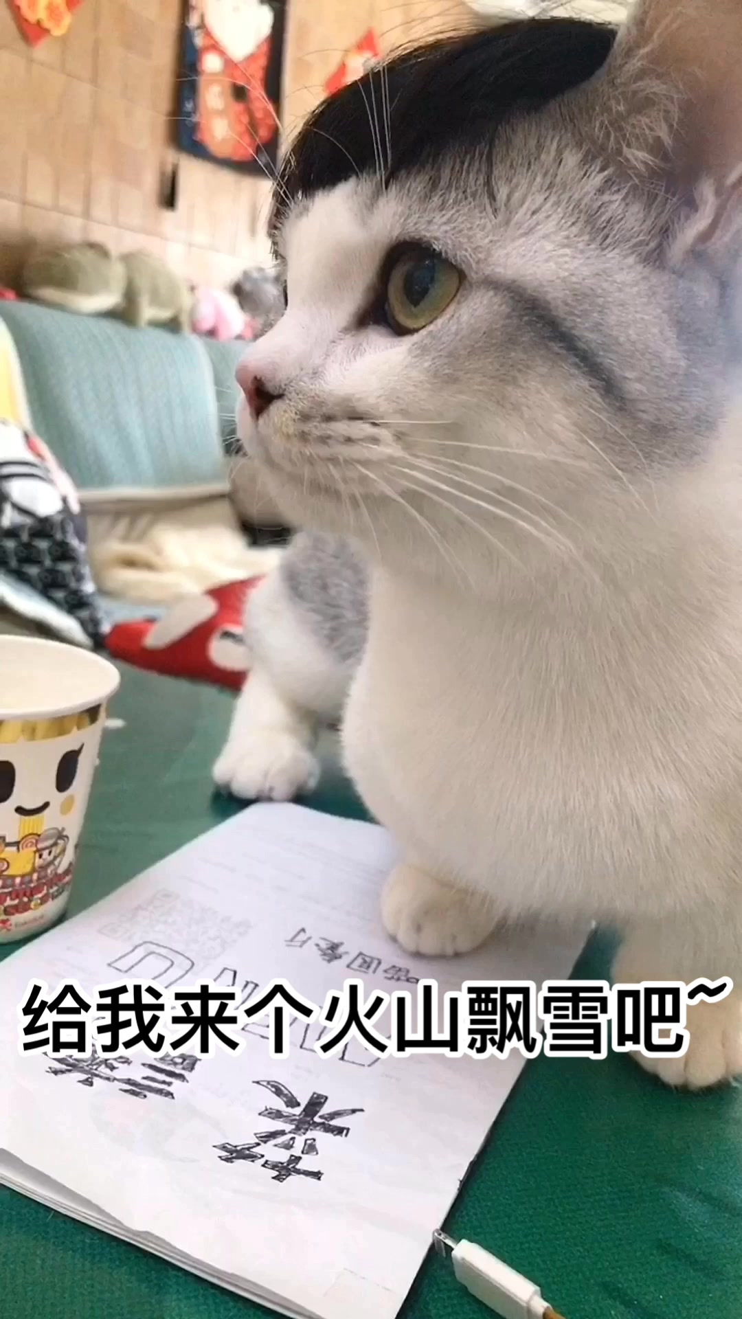 2019全新偶像剧《喵星花园》第二集