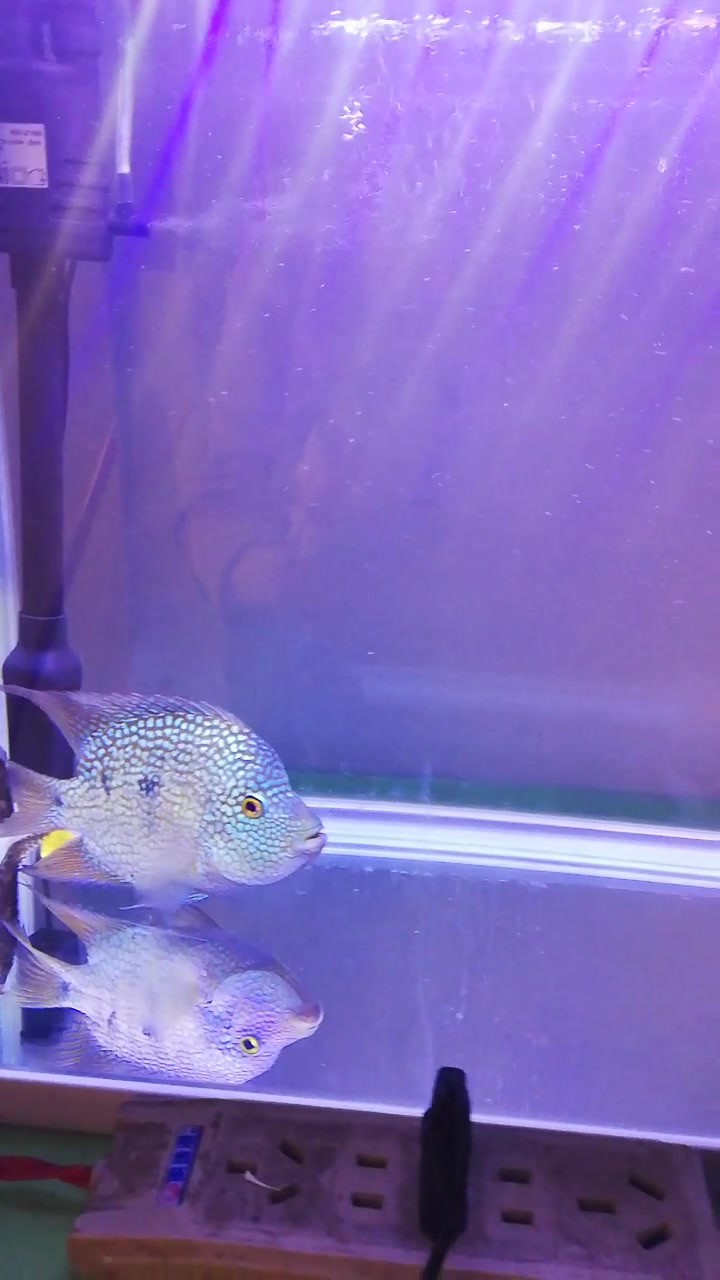 德州豹与锦鲤混养居然没事