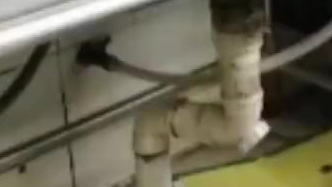 【上海“外婆家”一门店内老鼠爬上后厨案板,虹口区市场监管局已介入调查!】知名餐饮品牌“外婆